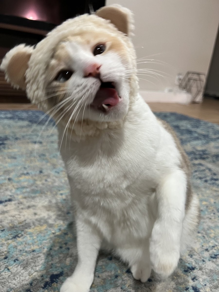 More little lion panko