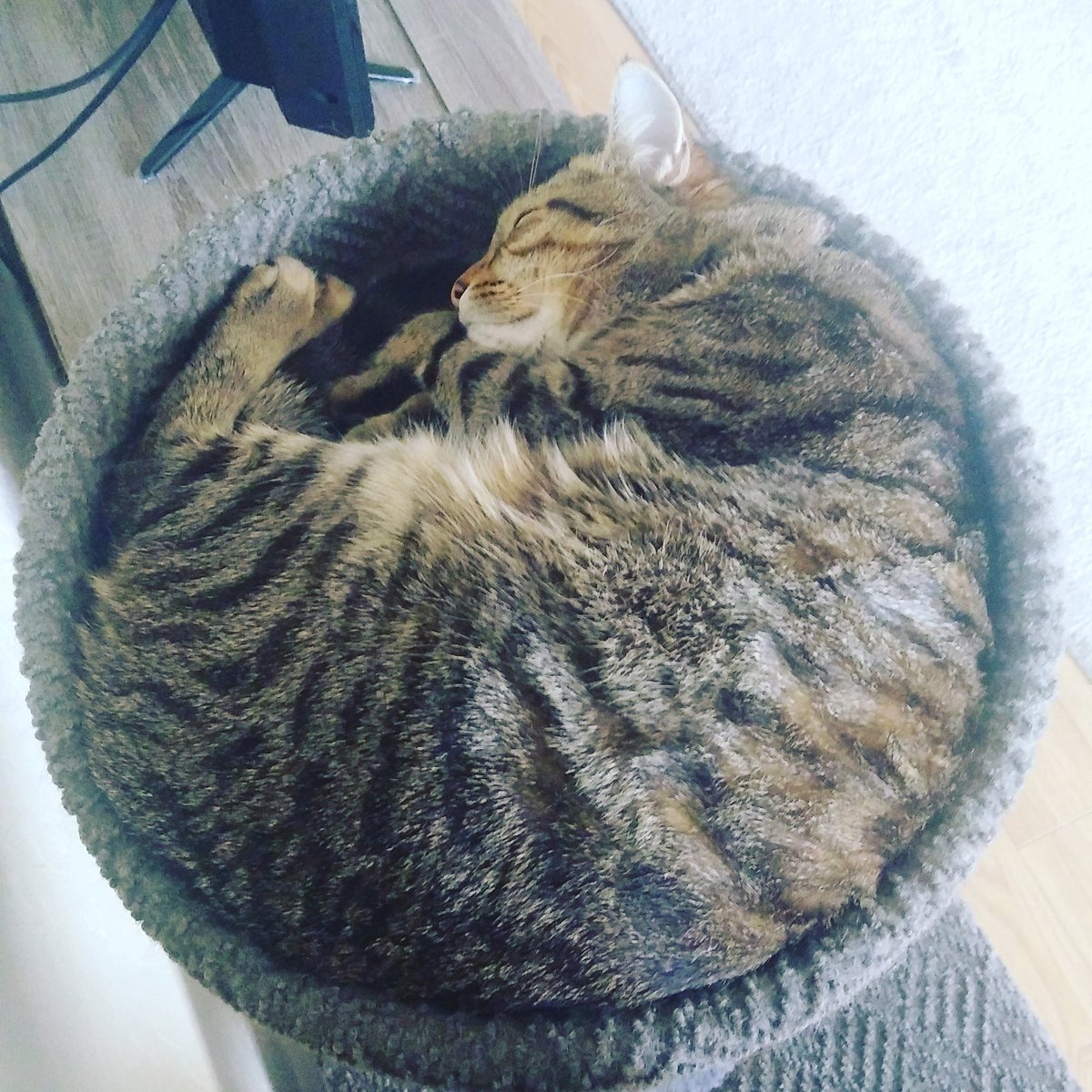 BrandonDimick1's tweet image. I am going to be my cat tonight recovering from a great #Evol2022! Looking forward to the next conference!