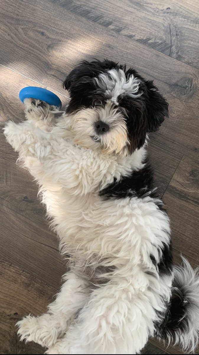 tallbootstofill's tweet photo. Buddy turned 1 yr old today.  He shares his special day with the great @elonmusk. Can Buddy get a Happy Birthday? https://t.co/ghznzTOoVb
