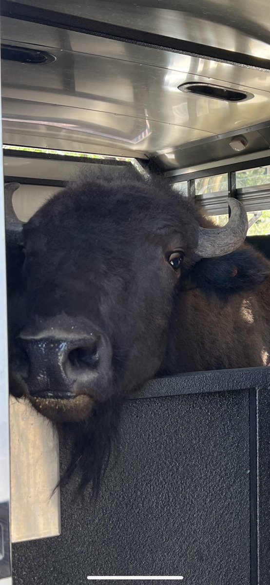 Ralphie VI needs you!