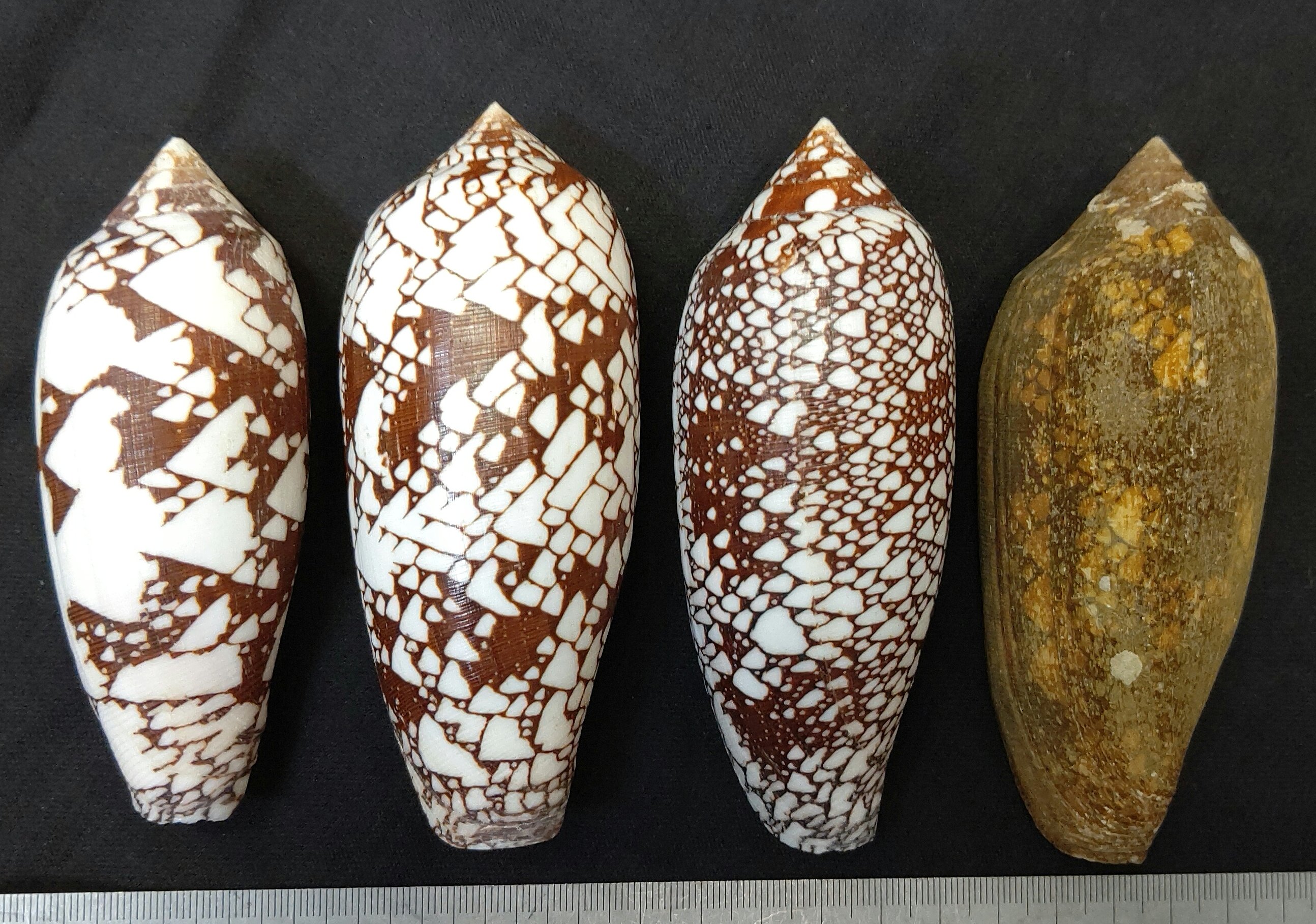 Turbjoke ツボイモ Conus Aulicus 2 多くの登場があったので再び 右端は殻皮付 T Co Oaguedh4m2 Twitter
