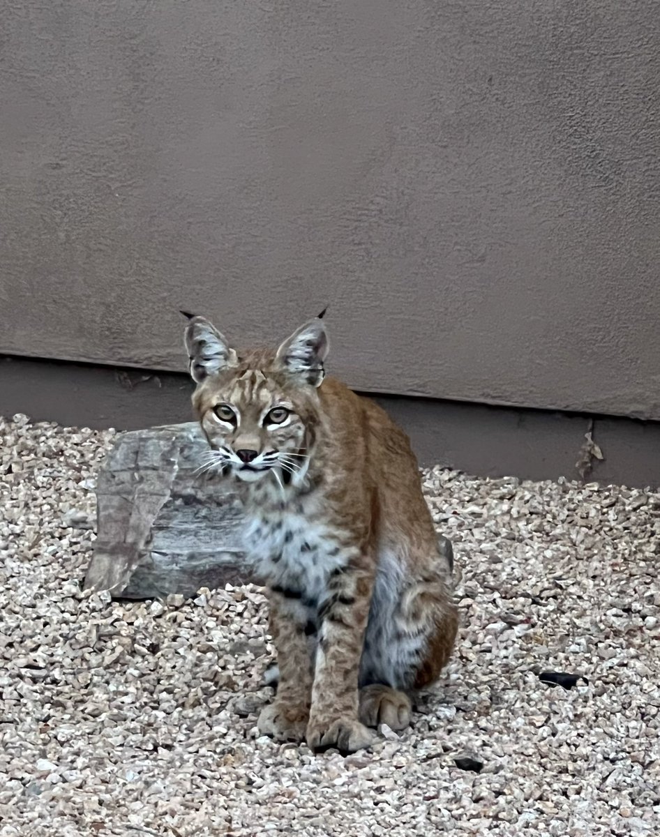 You know you’re back in Arizona when you run into a bobcat on your walk… he even posed for me 😍🤍