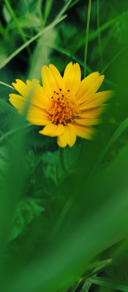 tomar_anjalii's tweet image. 💛(´∩｡• ᵕ •｡∩`) 💛