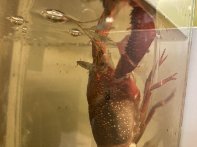 Tweetler Listesiザりガニパンチ 8 6 7夏レプ出展 Karma Etiketi ザリガニ Verdi 3 Whotwi Grafiksel Twitter Analizi Tweetler Listesiザりガニパンチ 8 6 7夏レプ出展 Karma Etiketi ザリガニ Verdi 3 Whotwi Grafiksel Twitter Analizi