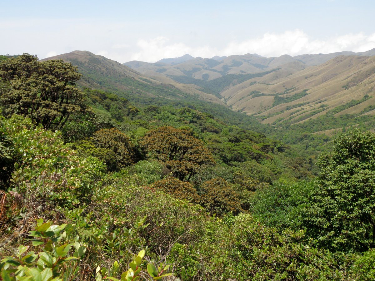 1/3 - Arundhati Das &amp; Jayashree Ratnam's paper in the special issue of the Proceedings of the Royal Society B looks at how #frost &amp; freezing temperatures influence the #taxonomic &amp; #phylogenetic structure of #shola tree metacommunity in the #WesternGhats.

royalsocietypublishing.org/doi/10.1098/rs…