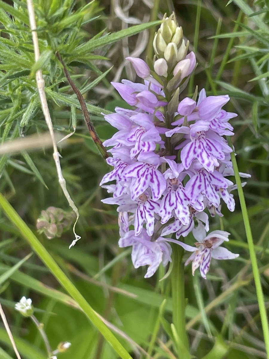Some stunning #biodiversity along the canal near Downings, <a href="/KildareHeritage/">Kildare Heritage</a> the pyramidal orchids are stunning #NaturePhotography #Orchids