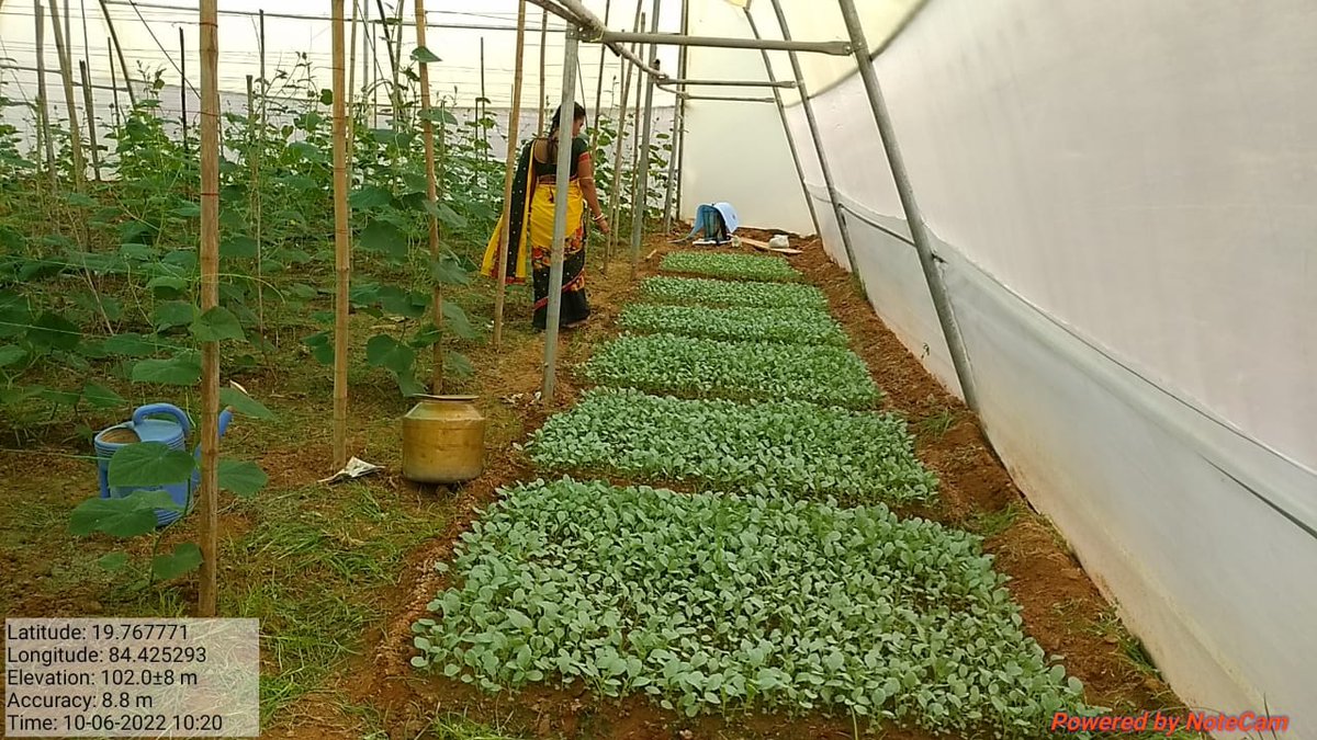 OLMGanjam's tweet photo. Raising of Vegetable Seedlings by Members of Ananya WSHG in Poly house at Muliapalli Village of Gopalsasan GP, Surada Block @Ganjam_Admin @DRDAGanjam @OLM_Antyoday @mission_shakti @CMO_Odisha @IPR_Odisha https://t.co/8By9zA3mma