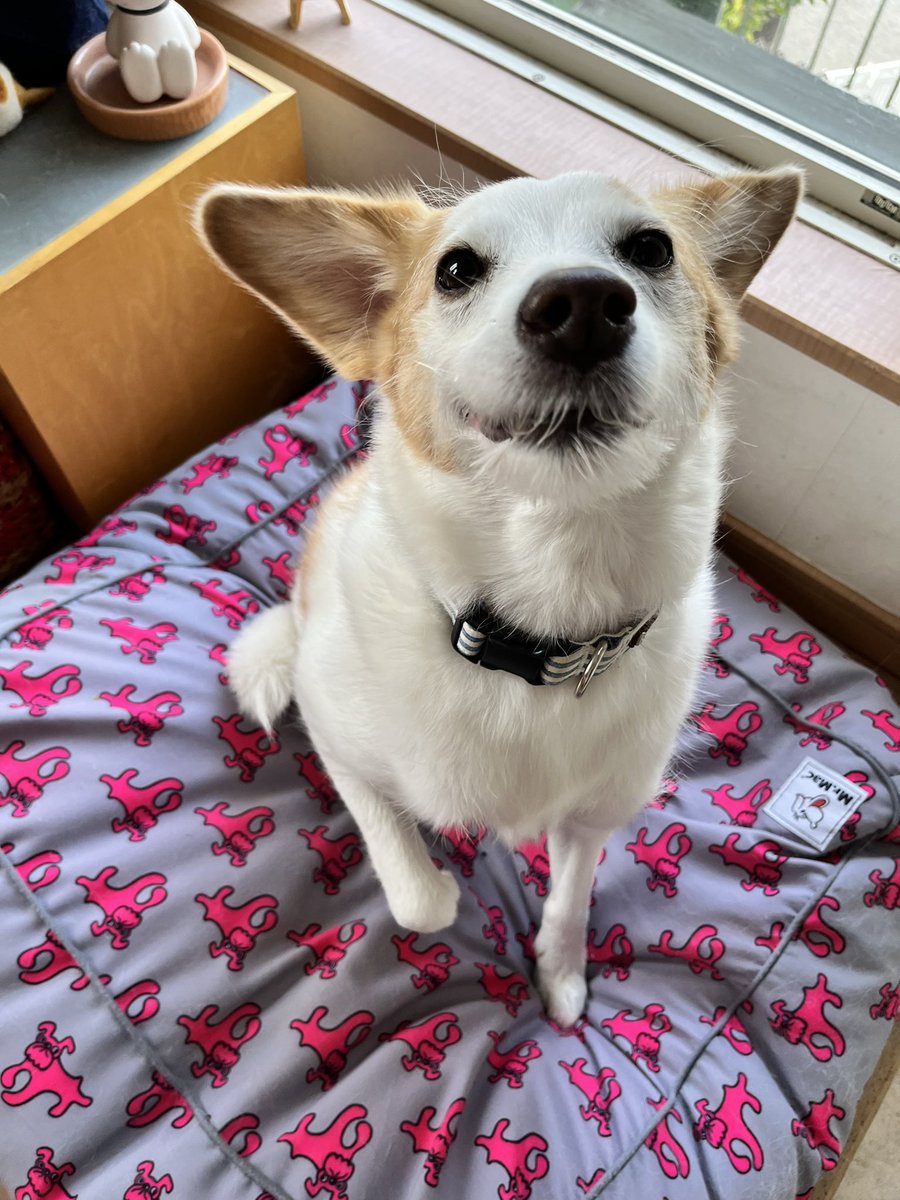 通りすがりに失礼いたします。我が家の雑種犬、奄美大島で野犬をやっていたキイです。垂れ耳ですが、時々立ち耳になります。