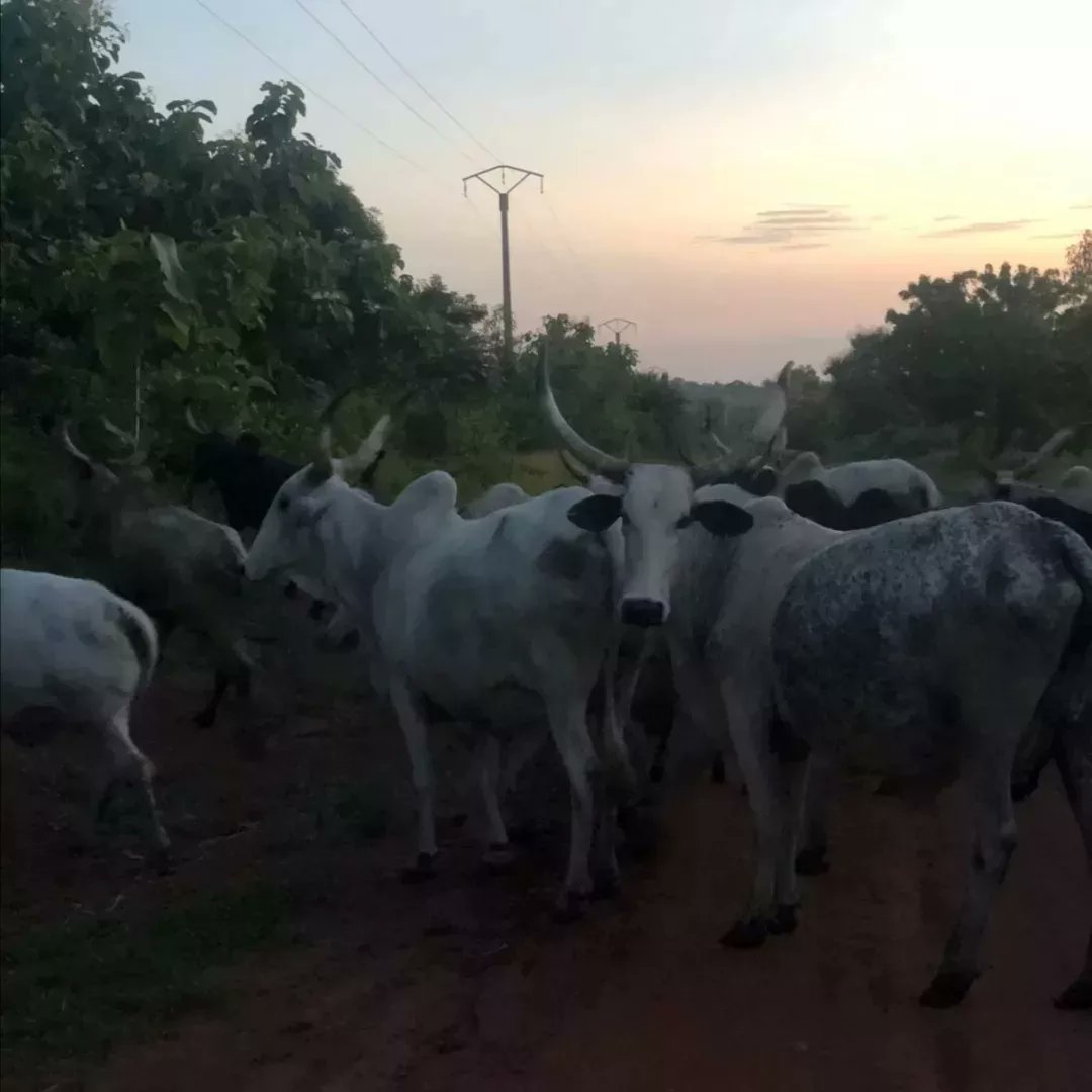 Roguy_Glaube1's tweet photo. Lors d’une ballade de fin d’après-midi, les volontaires français ont decouvert le college de Zogbépimé. Ils ont aussi fait la rencontre de boeufs sur la route. 
#balade #Zogbépime #VADD #Gedam #Vision_Afrique_de_demain https://t.co/E9L04jt0sX