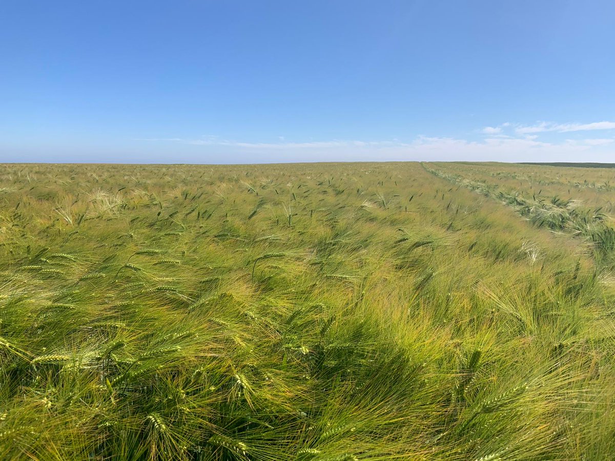 Are you looking for a winter barley for harvest 2023 that delivers:

✔️Grass weed suppression
✔️Early harvest
✔️Flexible disease management

Hybrid barley adds up to more than just high, stable yields #hybridvigour 

Find out more: ow.ly/1jOt50JIc2q