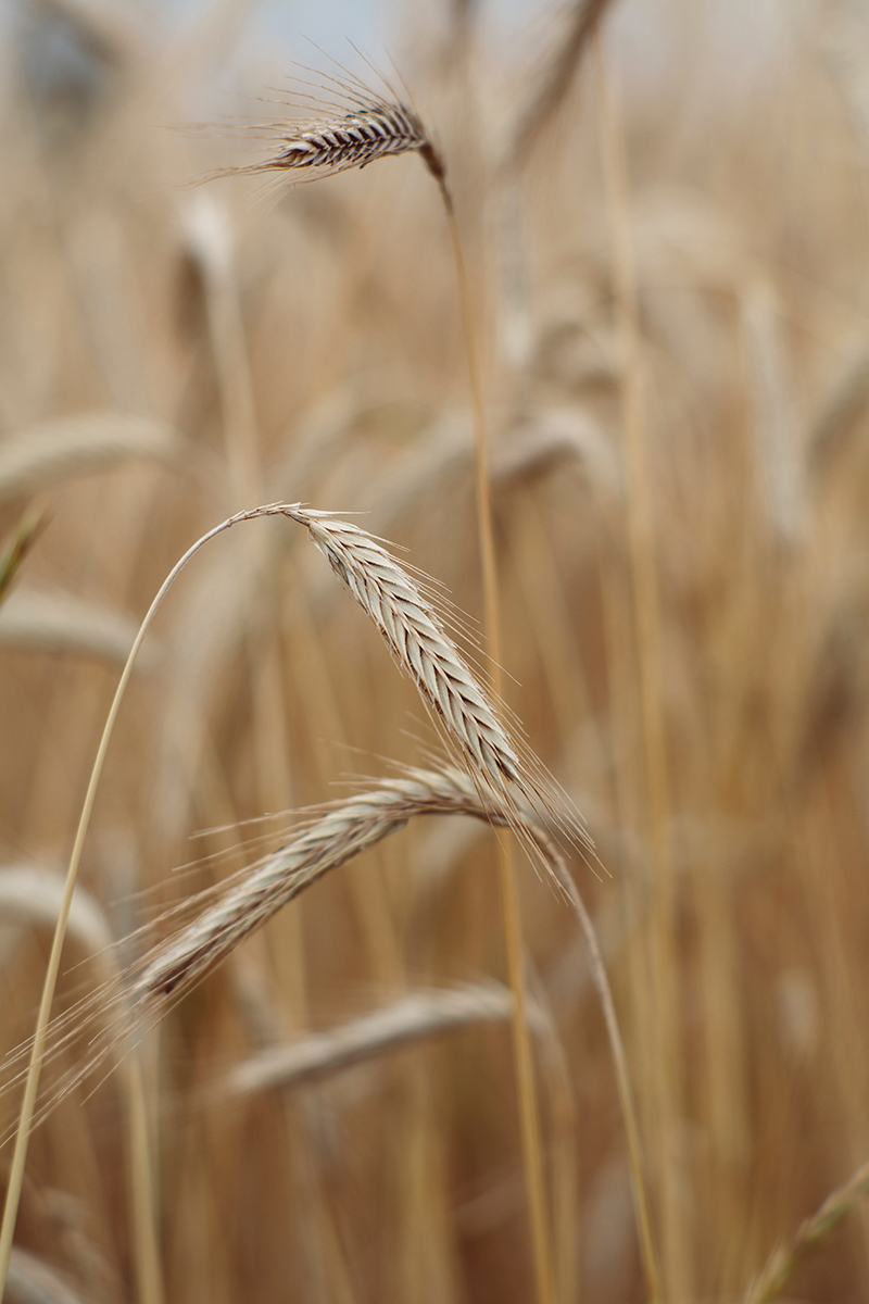The design of 𝗢𝘂𝗹𝗮𝗻𝗸𝗮, one of our most popular Luxury Tiles floors, was inspired by the light gold and brown tones of wheat fields swaying in the wind. 

Authentic wood colours and realistic characterful features enhance the natural look of this floor.