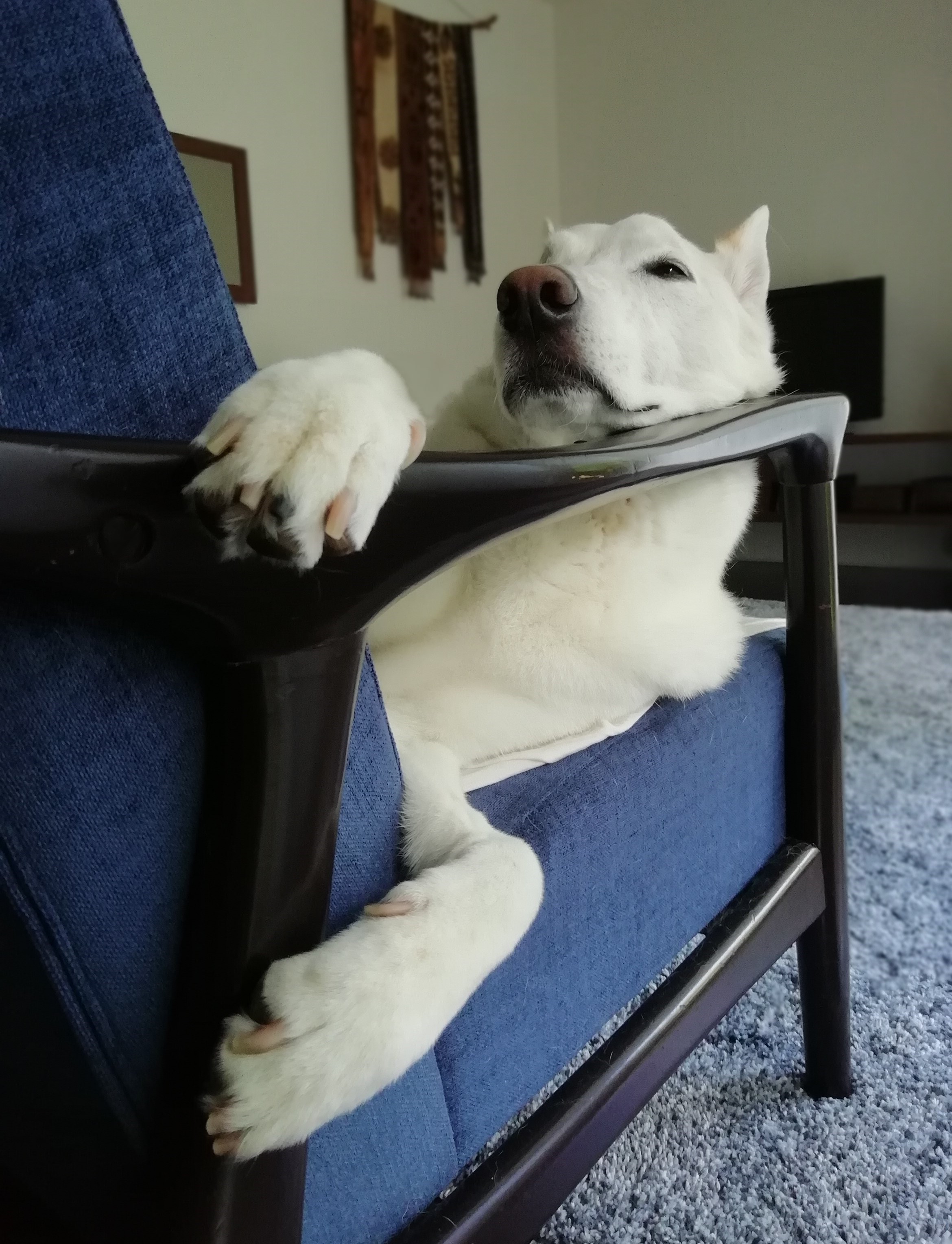 テラゾー Terazodog Twitter