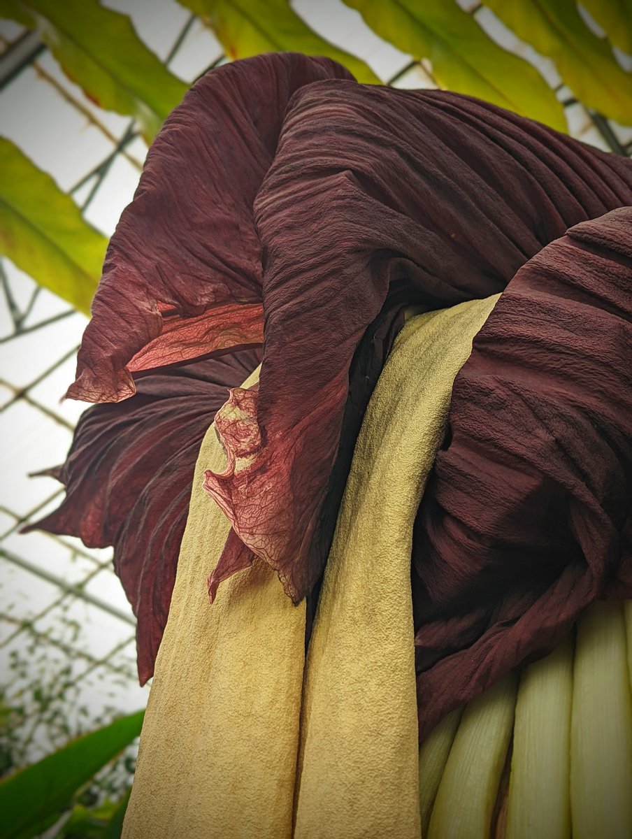 The wind has finally gone out of my sails, glorious followers - my spadix has flopped. There's only so long an Amorphophallus can stay erect! 

After almost five full days of effort I think I deserve a rest though?

#BigFlop #Amorphophallus #TitanArum #weirdplants #IllBeBack