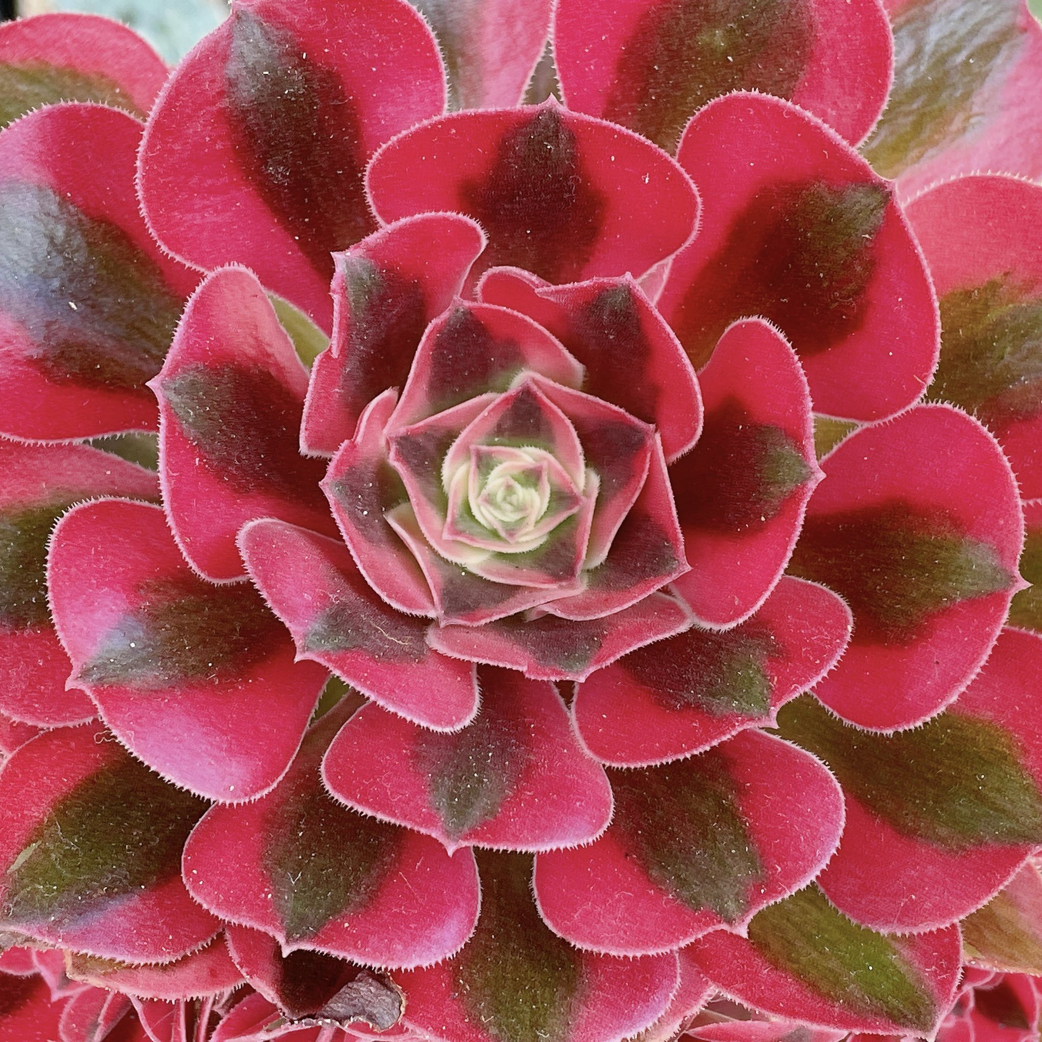 ざ っ と く ん 多肉 もう限界の暑さ ࡇ ピンクウィッチ錦 紅葉しすぎてピンクどころか赤になってる ティッピー錦 アガベの季節が来た クリームスパイク錦 メリコ錦 甲蟹錦 名前に王妃がついてないけど王妃じゃない