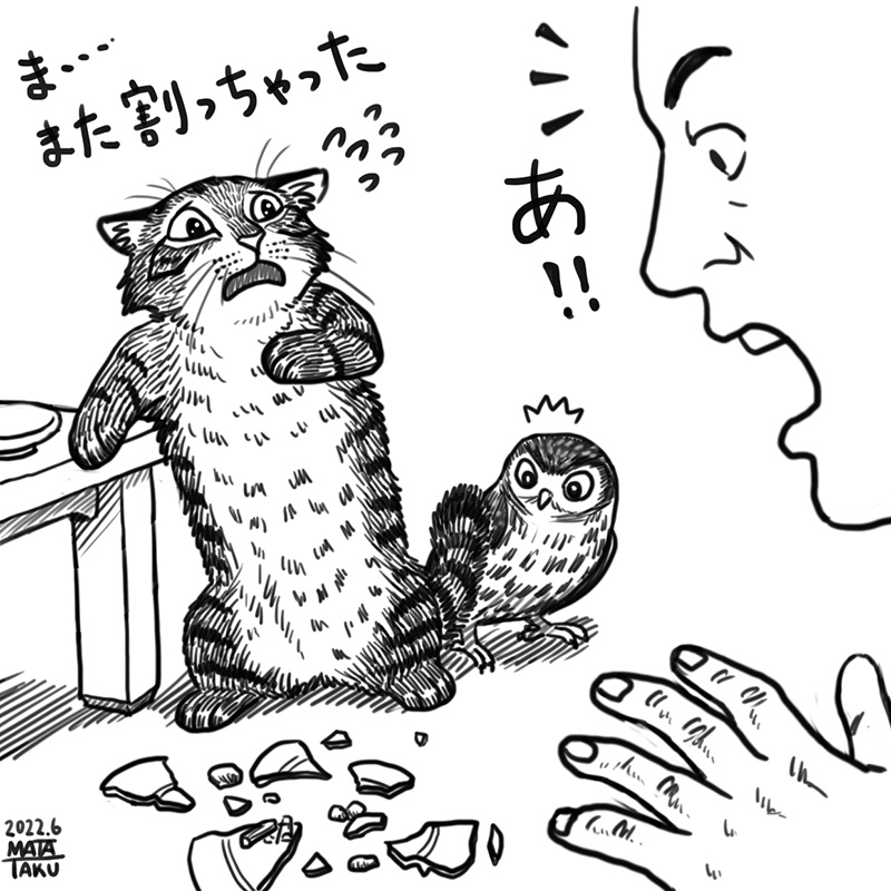 やっちゃった

 #猫フク 