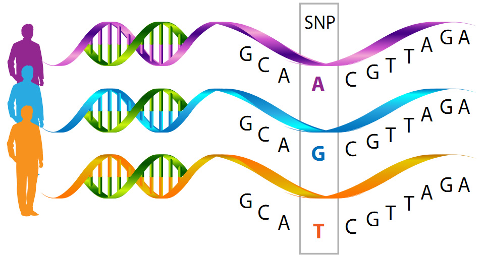 jbiomedallires's tweet photo. Single nucleotide polymorphisms (SNPs) are the most common type of genetic variation among people. SNPs are used to track the inheritance of disease-associated genetic variants within families.
#singlenucleotide #polymorphism #genetics #genomics
#genomicmedicine #biomarkers https://t.co/abQWTKKeOk