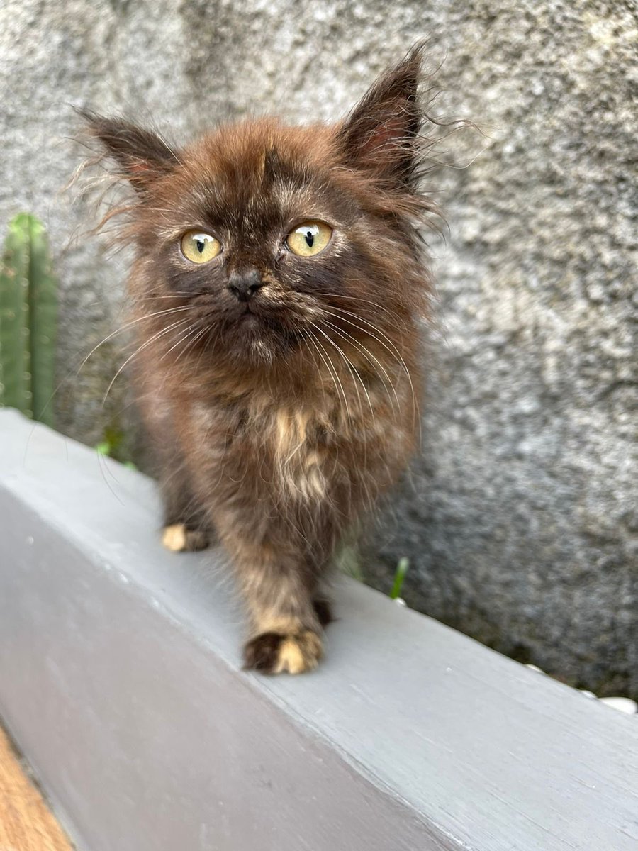 Kucing gw ilang dari jam 7 pagi gaes! Namanya Brownies, ciri2 cemong kaya brownies 🥲🥲