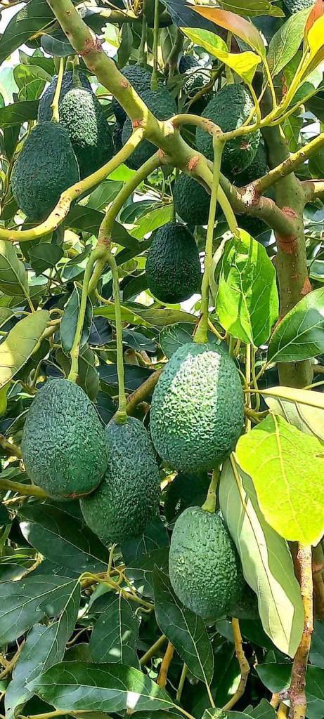 AbiyAhmedAli's tweet photo. Papaya and avocado productivity 

የፓፓያ እና የአቮካዶ ምርታማነት https://t.co/zlh0dU21hN