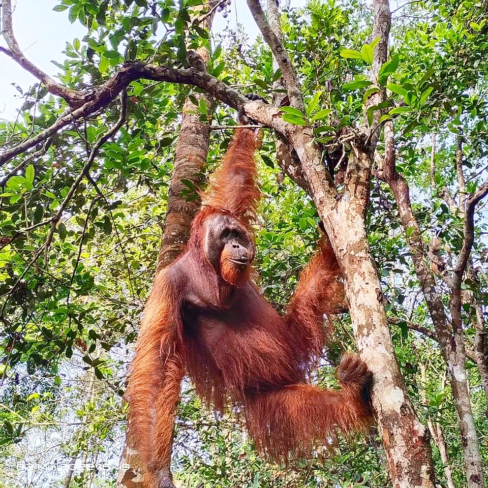 Wahyuan87080179's tweet photo. Tanjung Puting National Park, Central BORNEO,...
https://t.co/PUJJgs5Ma8
#Tanjungputing
#Orangutan
#ExploreBorneo
#Indonesia
#Mochileros
#viajeros https://t.co/I0SeRUoaaV