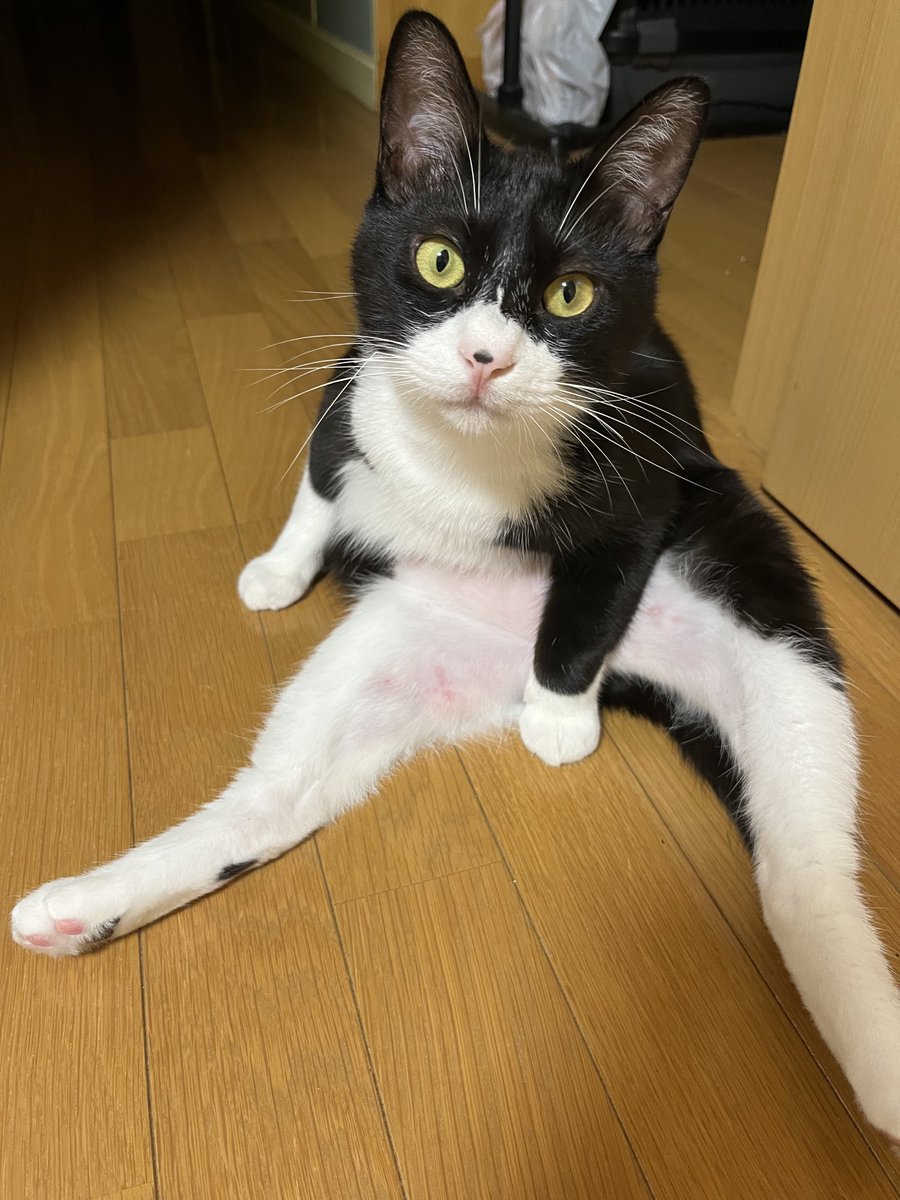 ジェリクル tweet media