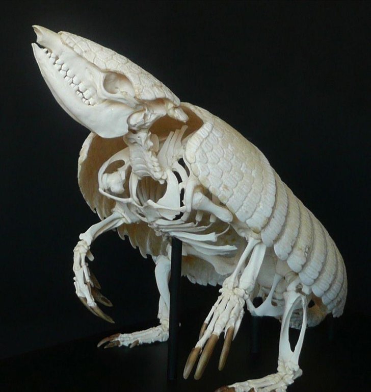 This armadillo looks like it would be right at home in Halloween Town.