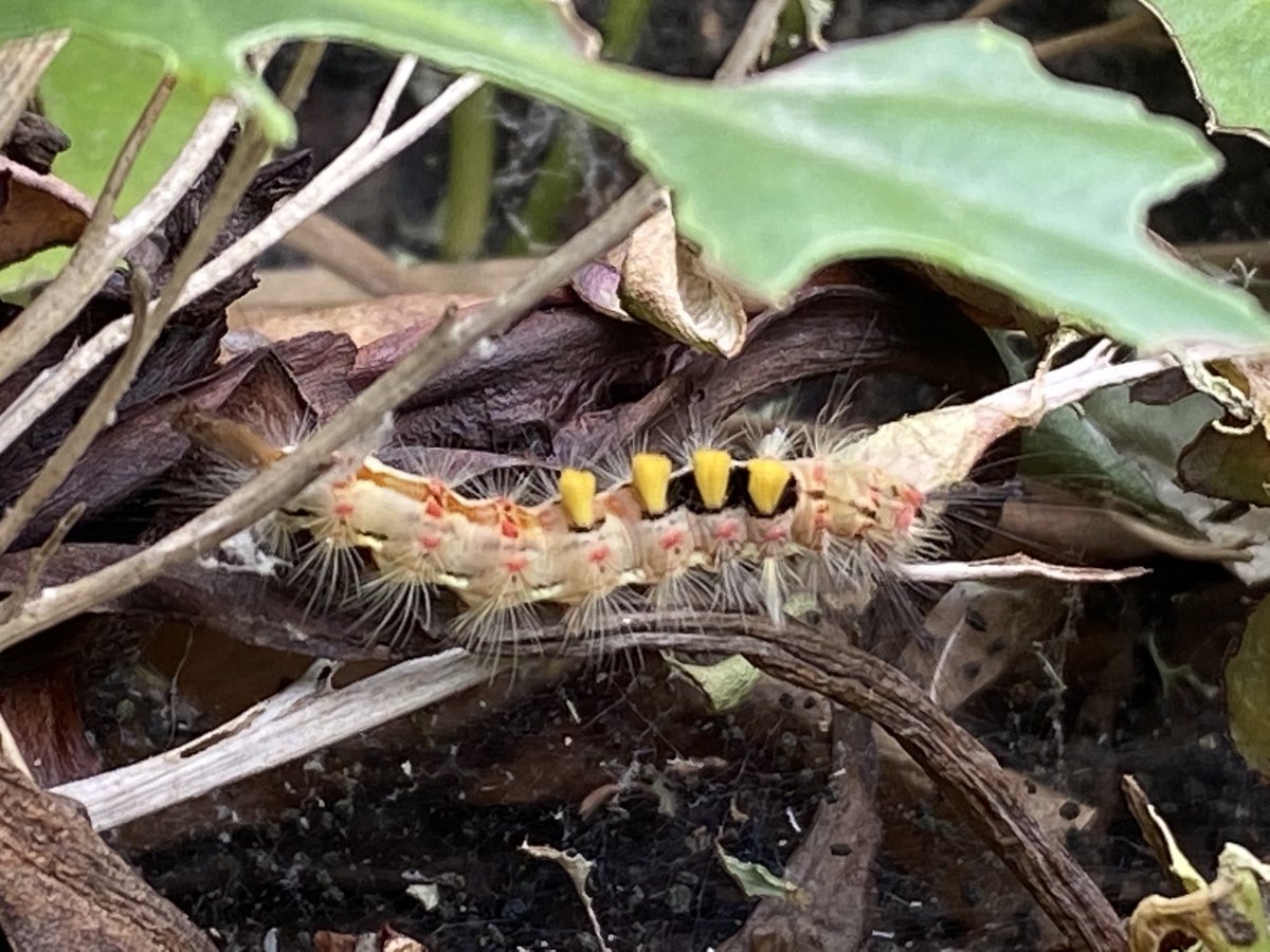 Beautiful “punk” vapourer moth caterpillars on campus. Such intricate, funky patterns. Hungry little rascals though!