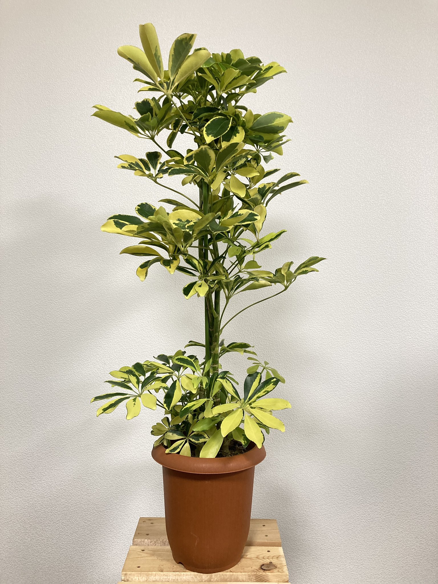はるのき 世の中は便利な アプリ であふれてる シェフレラ 観葉植物 Scheflera T Co Glxrau7ewo Twitter