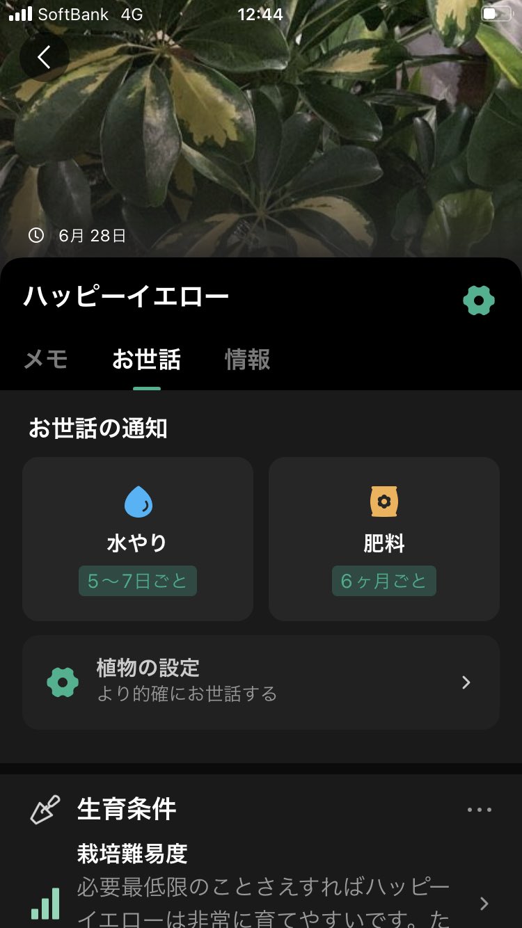 はるのき 世の中は便利な アプリ であふれてる シェフレラ 観葉植物 Scheflera T Co Glxrau7ewo Twitter
