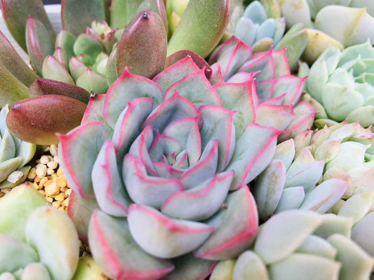 らいす 多肉2年生 Daqmvmbpa71blnh Twitter らいす 多肉2年生 Daqmvmbpa71blnh Twitter