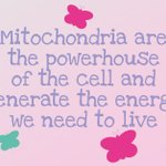 Image for the Tweet beginning: Find out more about #mitochondria