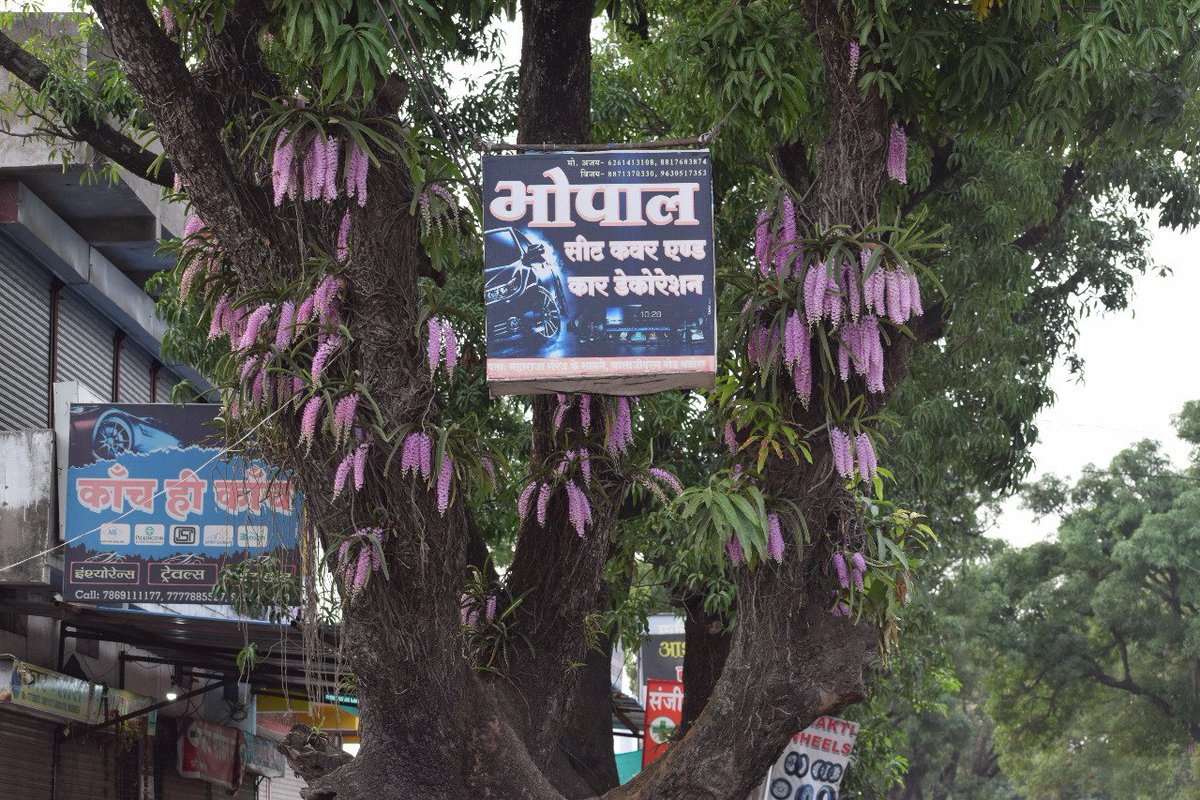indeppranav's tweet photo. #orchids #saveorchids #betul I sincerely hope the orchids don't have to yield space to more bill boards. A thing of beauty can be a joy forever. Let us save them. @BetulProjs https://t.co/9gUiJGcnpw