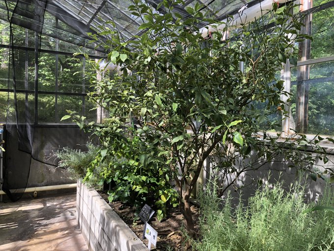 温室の中のtwitterイラスト検索結果