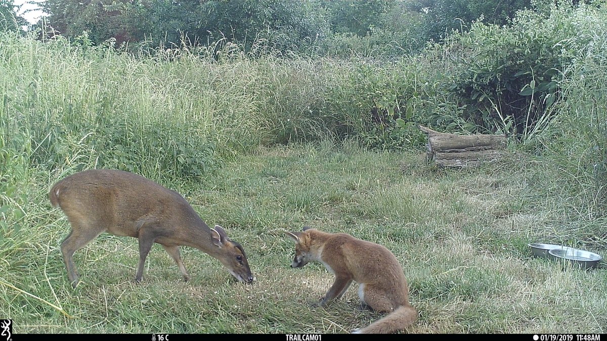 One from yesterday; I wonder if the fox cub ever thinks, 'what are YOU? And why are you eating my food?'