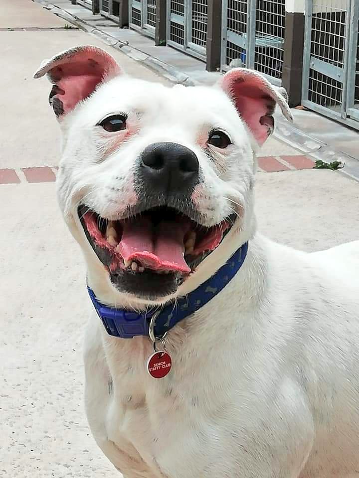 SeniorStaffy's tweet photo. Good morning Staffy Lovers,hope alls well today. Here at SSC HQ we're feeling a little sad,today is Wednesday #woofwoofwednesday and also sadly once more it's #Barnesday too. As much as we love to share 🐻‍❄ Barney Bear with you,we would dearly love to find him a home, pls help? https://t.co/zucIgfEGgu