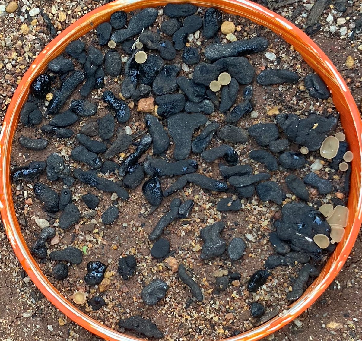 Apothecia have germinated at Northam. Canola that is in bloom in the area could become infected by Sclerotinia. Use the <a href="/DPIRDbroadacre/">DPIRD Broadacre - WA Grains & Livestock</a> <a href="/theGRDC/">GRDC</a>  #SclerotiniaCM App to work out if it is economical to spray your crops at 20-30% bloom. agric.wa.gov.au/apps/sclerotin…