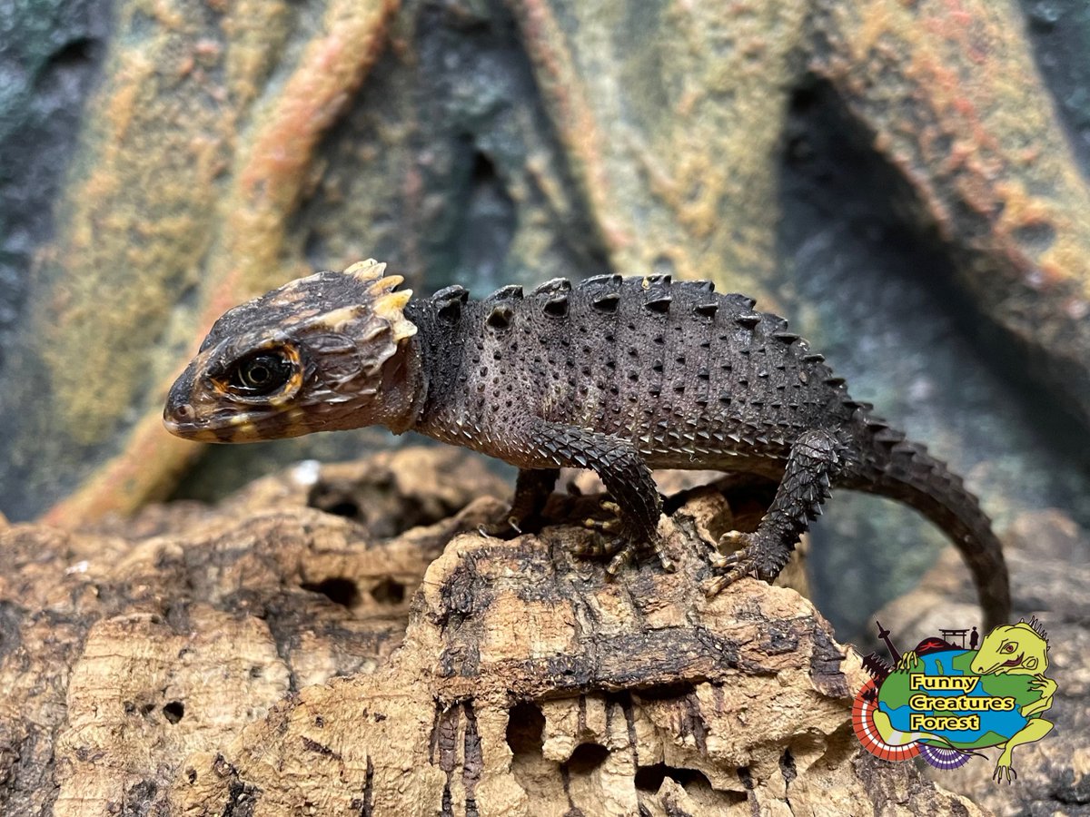 菊紋かめ 菊紋かめ Kyoto National Museum KNM Collection Database