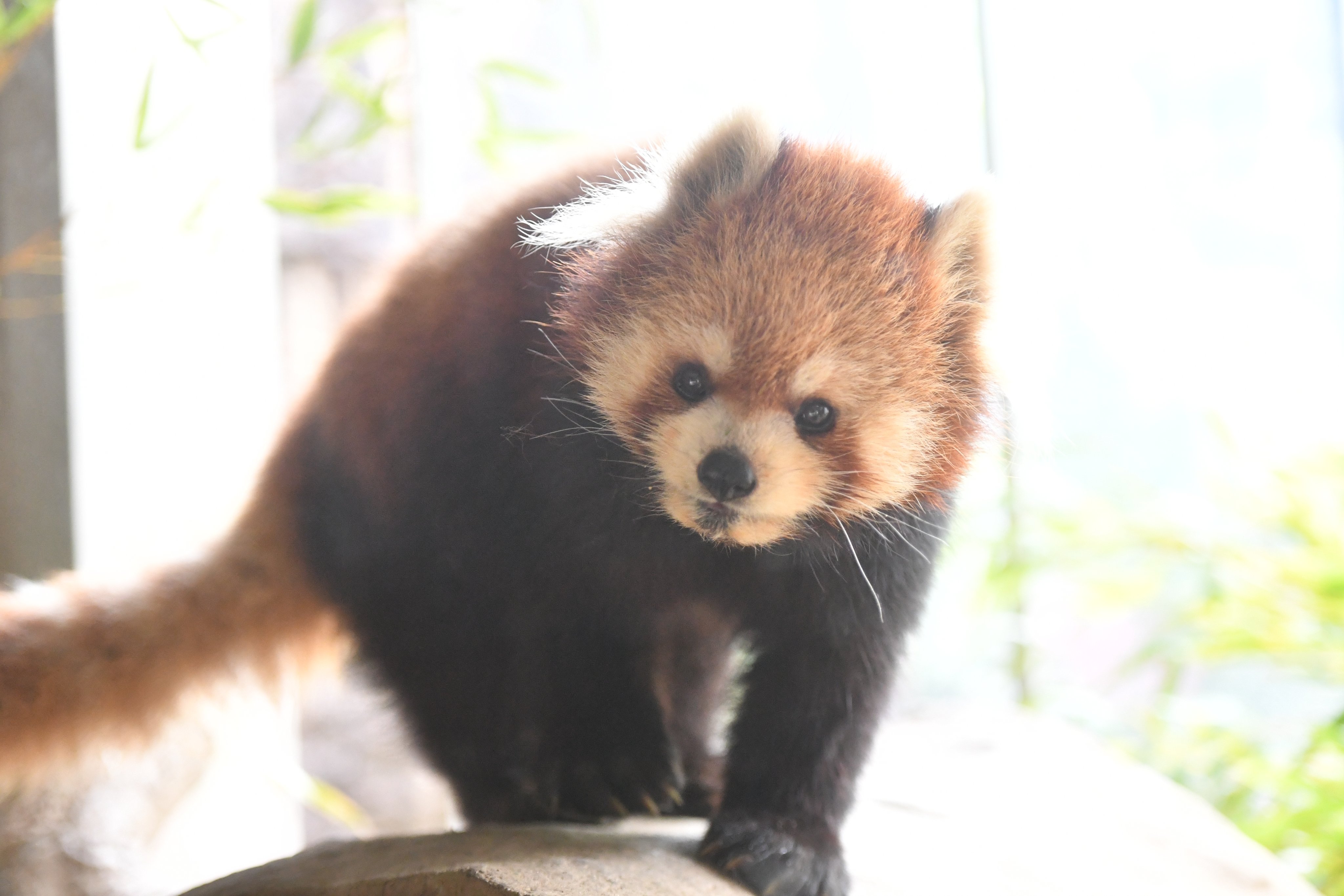 公式 横浜市立よこはま動物園 ズーラシア ズーラシアの レッサーパンダ 最後の誕生日は本日１８歳になったララです ララは高齢のため 暑い期間はお休みしていることが多いですが 元気に過ごしています ズーラシア Zoorasia Redpanda