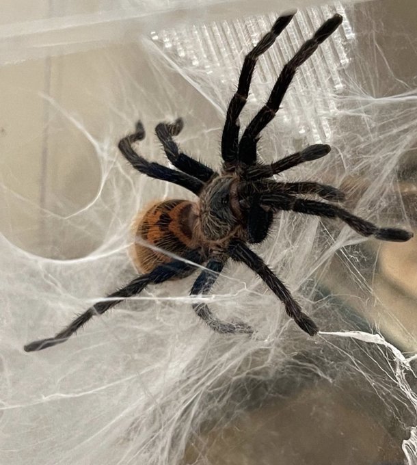 @Draculasswife Okii 💚 say hi to 𝘁𝗮𝗿𝗮𝗻𝘁𝘂𝗹𝗮 𝟮 https://t.co/MmmD8SiCem<a class="tags" target="_blank" title="On Twitter" href="/?out=eyJ0eXAiOiJKV1QiLCJhbGciOiJIUzUxMiJ9.eyJpYXQiOjE3MTkzNDE5MDQsImlzcyI6InR3cG9ybnN0YXJzLmNvbSIsIm5iZiI6MTcxOTM0MTkwNCwiZXhwIjoxNzUwODc3OTA0LCJyZWRpcmVjdF91cmwiOiJodHRwczovL3R3aXR0ZXIuY29tL0RyYWN1bGFzc3dpZmUifQ.AVrqfdUlufIfKiXXDiaUlgxHbnxueB8u9f8-E3rD0YC0FQiIjLNe1HIqfQ2XthquryTtO75_bSMEHL8ZgjJMHA">@Draculasswife</a><a href="/tag/newprofilepic"class="tags"><span>#newprofilepic</span></a>