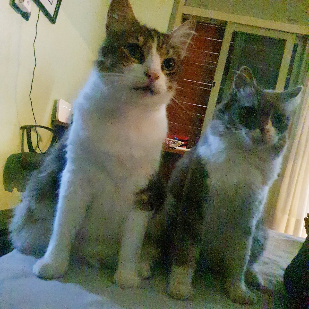 SafaaK's tweet photo. Some have wake up alarms, others...
#Cat #WakeUpHuman https://t.co/7AMuOZMm1L