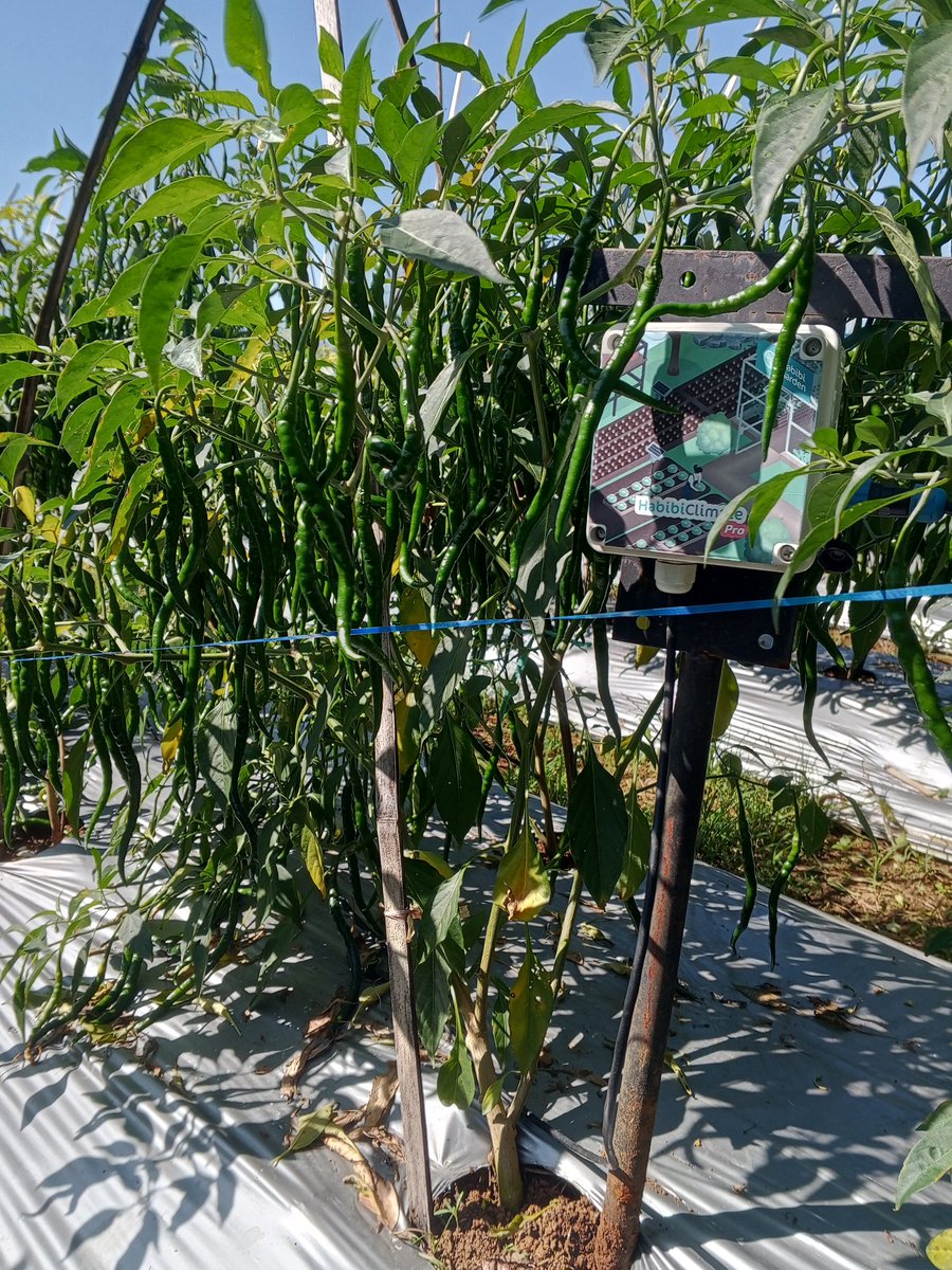 AlfarouqYusuf's tweet photo. Pertanian presisi
Berkolaborasi & bertransformasi petani dgn digitalisasi pertanian, memudahkan yang sulit, meringankan yg berat.
Pertanian dgn sistem iot (internet of things)
#habibigarden
#iot
#petanimilenial
#ppnsi_kab_bogor
#petanicabe https://t.co/jW9KucEGSG