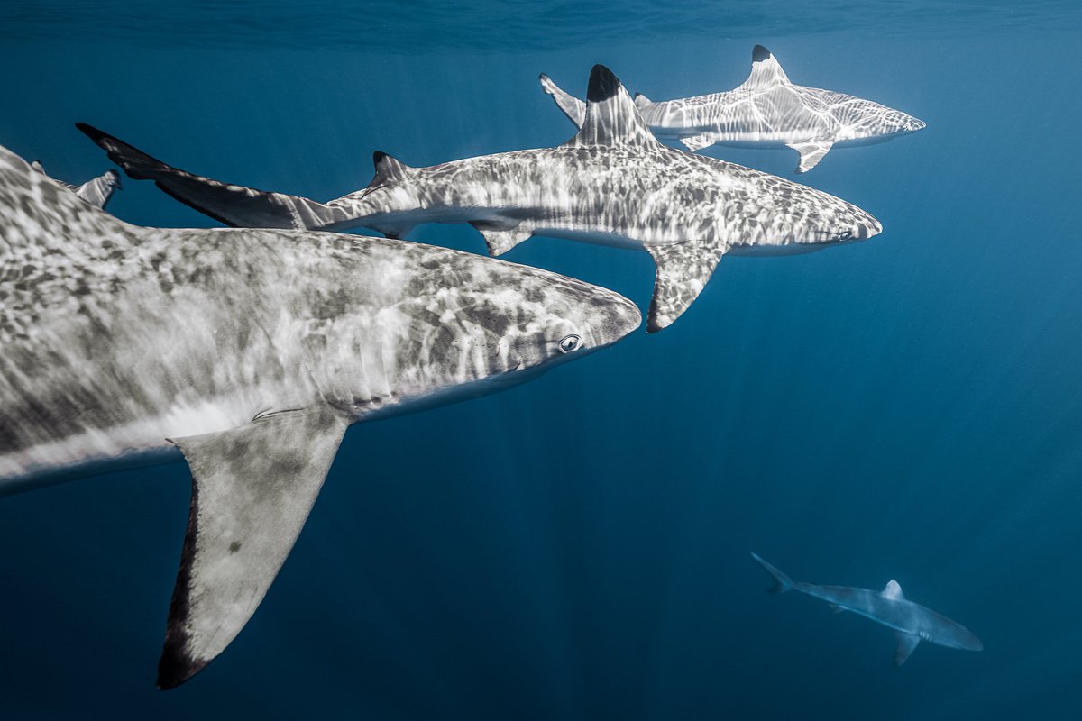 These cute sharks are on their way to visit the nft Twitter space today!

Mind helping them on their journey with a rt? It’s a long swim alone ;)

foundation.app/@MattWalch/mat…