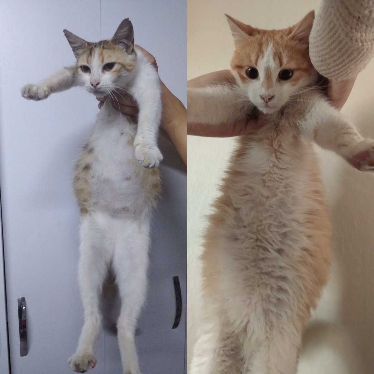 Kedilerim fip hastası, sesimi hiçbir yerden duyuramıyorum. Ne olur sesimizi duyun. Soldaki kesiye ilaç başlayamadık daha..
#boerenopstand #jelibon #KARINA #dax18 #DearM #Lukaku #Wimbledon #CutiePieinKorea_D4