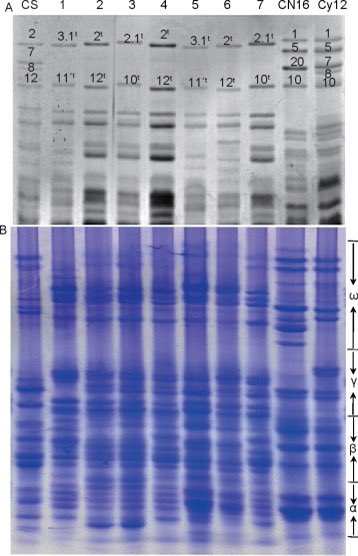 JIA_JIntegrAgri's tweet image. “Variations in the quality parameters and #gluten #proteins in synthetic #hexaploid #wheats solely expressing the Glu-D1 locus”
by YAN Ze-hong research team @ Sichuan Agricultural University
🔗 doi.org/10.1016/S2095-…
#cropscience #SHWSD #agronomy
