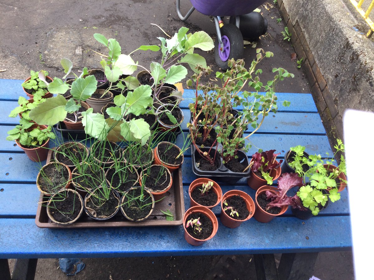 <a href="/IENeilston/">Incredible Edible neilston</a> a massive thank you for the edible plants for Madras Family Centre! All the children are looking forward to growing and harvesting our crops! #sustainability