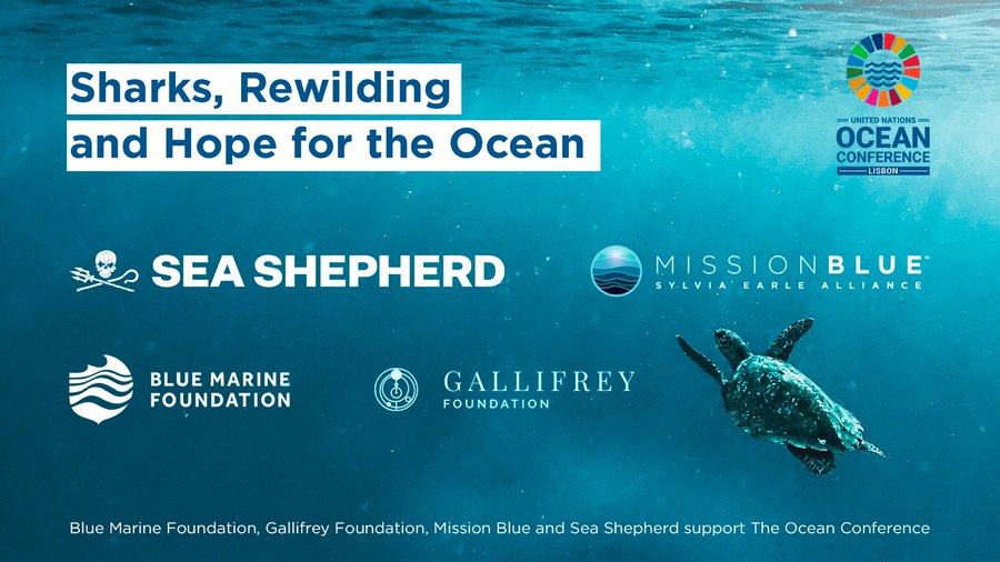 Livestreaming 𝘁𝗼𝗱𝗮𝘆 11:15 from #UNOC2022, @EcocideLaw's director will be speaking alongside #ocean advocates at 'Rewilding the Sea' with @CRHClover @SylviaEarle @we_are_pelagos @koamasfurolhi. Watch: youtube.com/watch?v=6bXxqT… #SaveOurOcean #rewilding #30x30 #OceanClimateAction