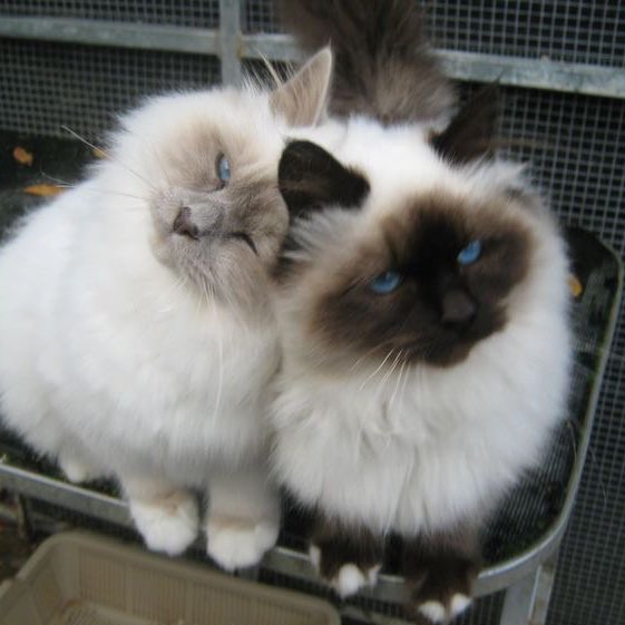 ً (@taebincats) on Twitter photo 