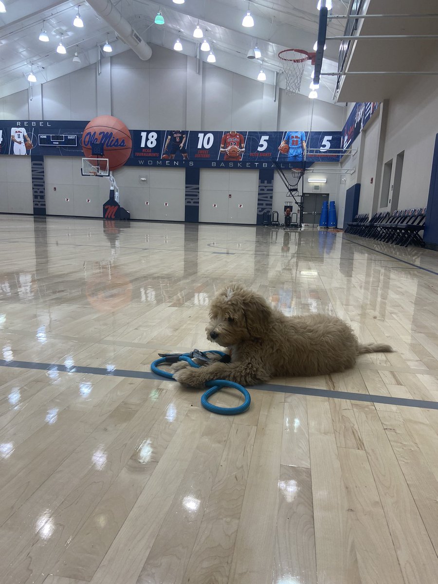 mgmarshall22's tweet photo. While Coach @YolettMcCuin is away, this pup’s gonna play 🏀 https://t.co/Hfl92KTeoV