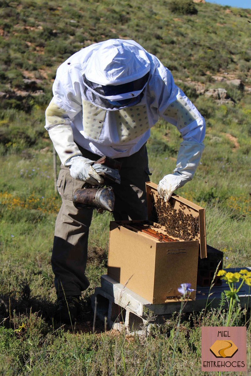 VDVRockFest's tweet image. Menudo mercadillo nos está quedando. Os presentamos otro de los puestos, miel entre hoces , es un apicultor de la zona nordeste de Segovia que tiene colmenas en Valdevarnés además de en varios pueblos de la zona, cosecha una miel característica vinculada a la flora local.