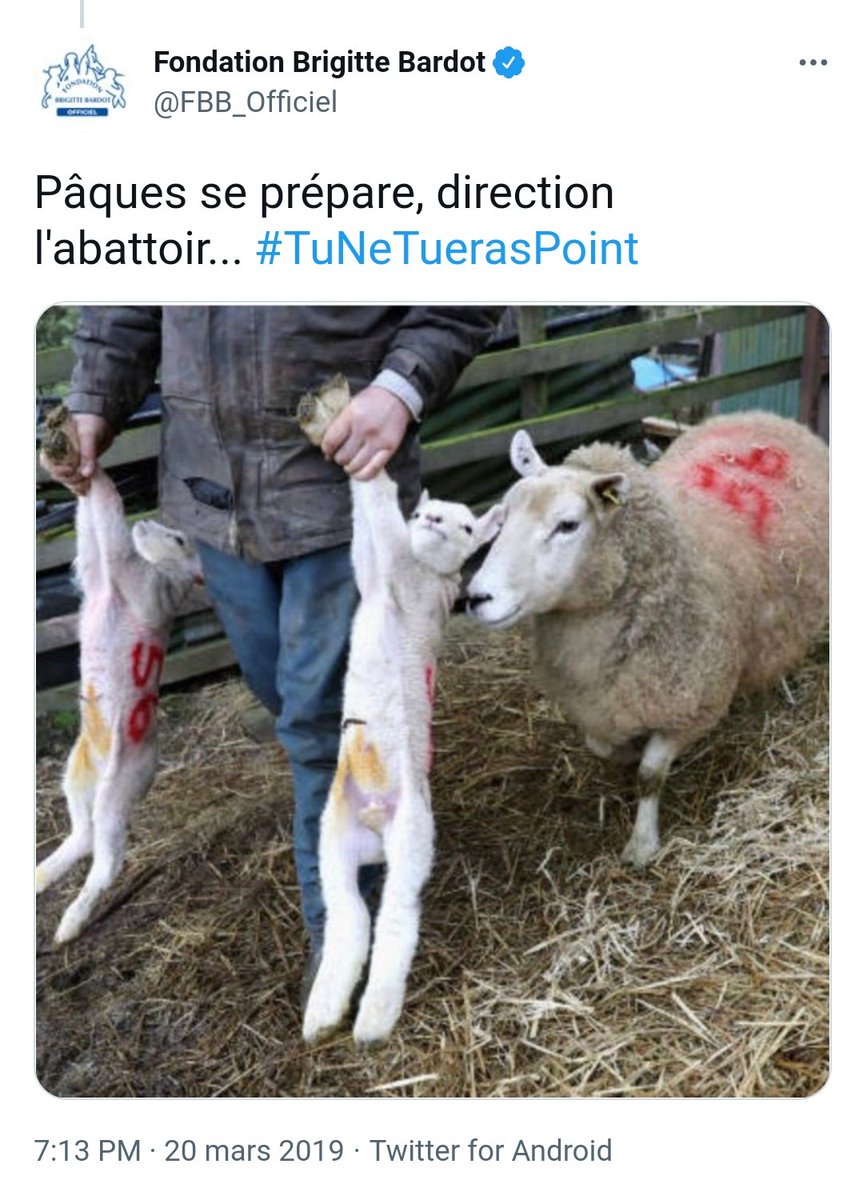 Lilllipuce's tweet photo. @brigitte_bardot Bizarre, on ne vous entend pas vous #indigner avec autant de #haine, durant #Pâques ou Noël. Pourquoi vous n'organisez pas de commando, pour sauver les agneaux tout #mignons, et les dindes, comme vous le faites à l'Aïd ?! Votre racisme primaire répugnant, explique sûrement cela. https://t.co/gL7n4YrNEJ