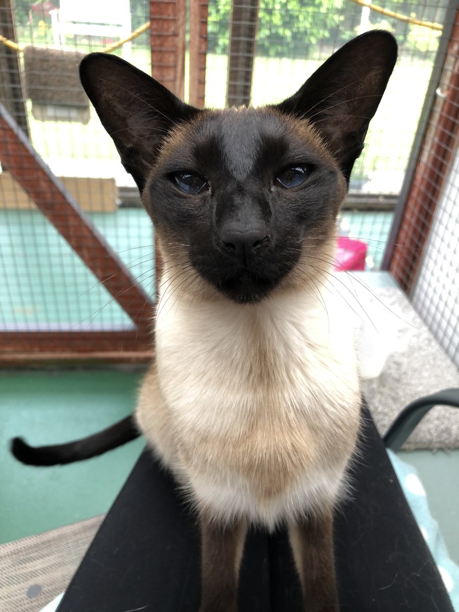 Rainton Gate Cattery tweet media